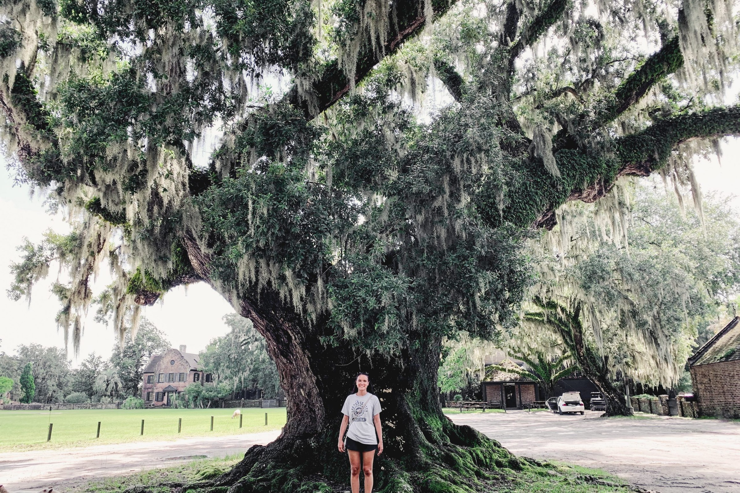 Live oak draped in Spanish moss